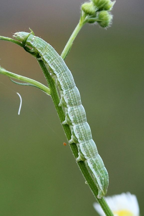 Cucullia florea larva Feeding on Erigeron (fleabane). White spots near head are some kind of parasite. Cucullia florea,Geotagged,Gray hooded owlet,Summer,United States,insect,lepidoptera,moth,moth caterpillar