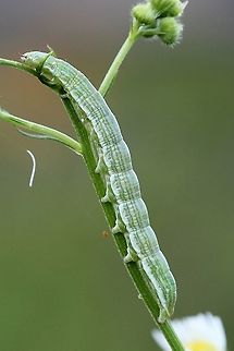 Cucullia florea larva Feeding on Erigeron (fleabane). White spots near head are some kind of parasite. Cucullia florea,Geotagged,Gray hooded owlet,Summer,United States,insect,lepidoptera,moth,moth caterpillar