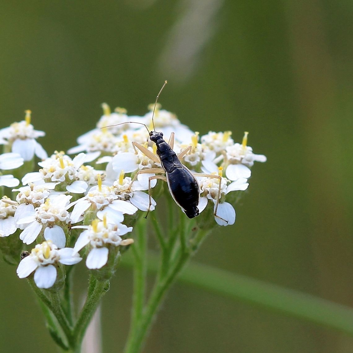 Nabis subcoleoptratus (Black Damsel Bug) on yarrow In an old field with hay grasses, yarrow, milkweed, sunflowers, asters, and goldenrod. Black Damsel Bug,Geotagged,Nabis subcoleoptratus,Summer,United States,bug,hemiptera,insect
