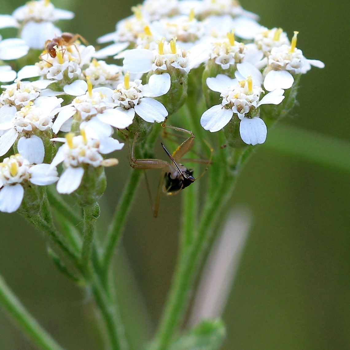 Nabis subcoleoptratus (Black Damsel Bug) on yarrow In an old field with hay grasses, yarrow, milkweed, sunflowers, asters, and goldenrod. Black Damsel Bug,Geotagged,Nabis subcoleoptratus,Summer,United States,bug,hemiptera,insect