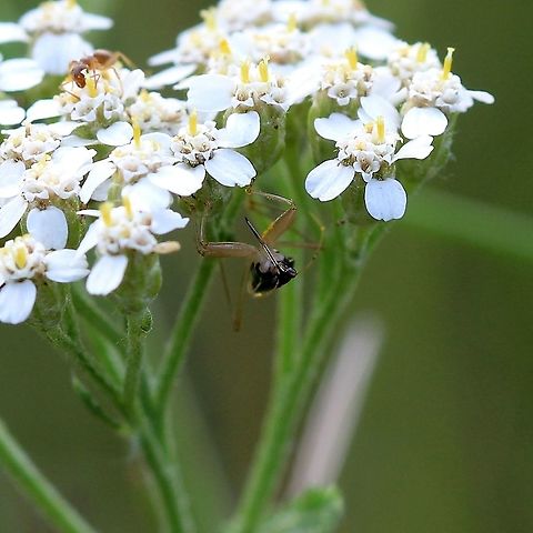 Nabis subcoleoptratus (Black Damsel Bug) on yarrow In an old field with hay grasses, yarrow, milkweed, sunflowers, asters, and goldenrod. Black Damsel Bug,Geotagged,Nabis subcoleoptratus,Summer,United States,bug,hemiptera,insect