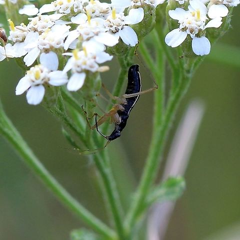 Nabis subcoleoptratus (Black Damsel Bug) on yarrow In an old field with hay grasses, yarrow, milkweed, sunflowers, asters, and goldenrod. Black Damsel Bug,Geotagged,Nabis subcoleoptratus,Summer,United States,bug,hemiptera,insect