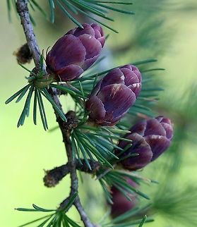 Larix laricina (Tamarack) Developing cones Geotagged,Larix laricina,Summer,Tamarack,United States,conifer,gymnosperm,tree