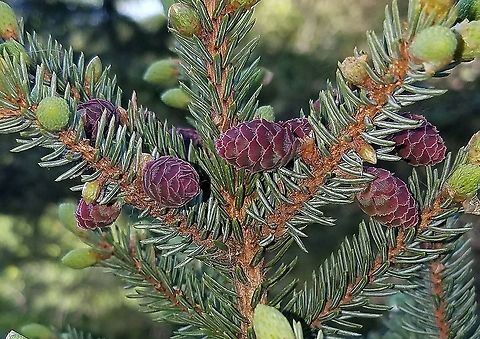 Picea mariana (black spruce) ovuliferous cones  Black Spruce,Geotagged,Picea mariana,Pinaceae,Spring,United States,black spruce,conifer,gymnosperm,tree