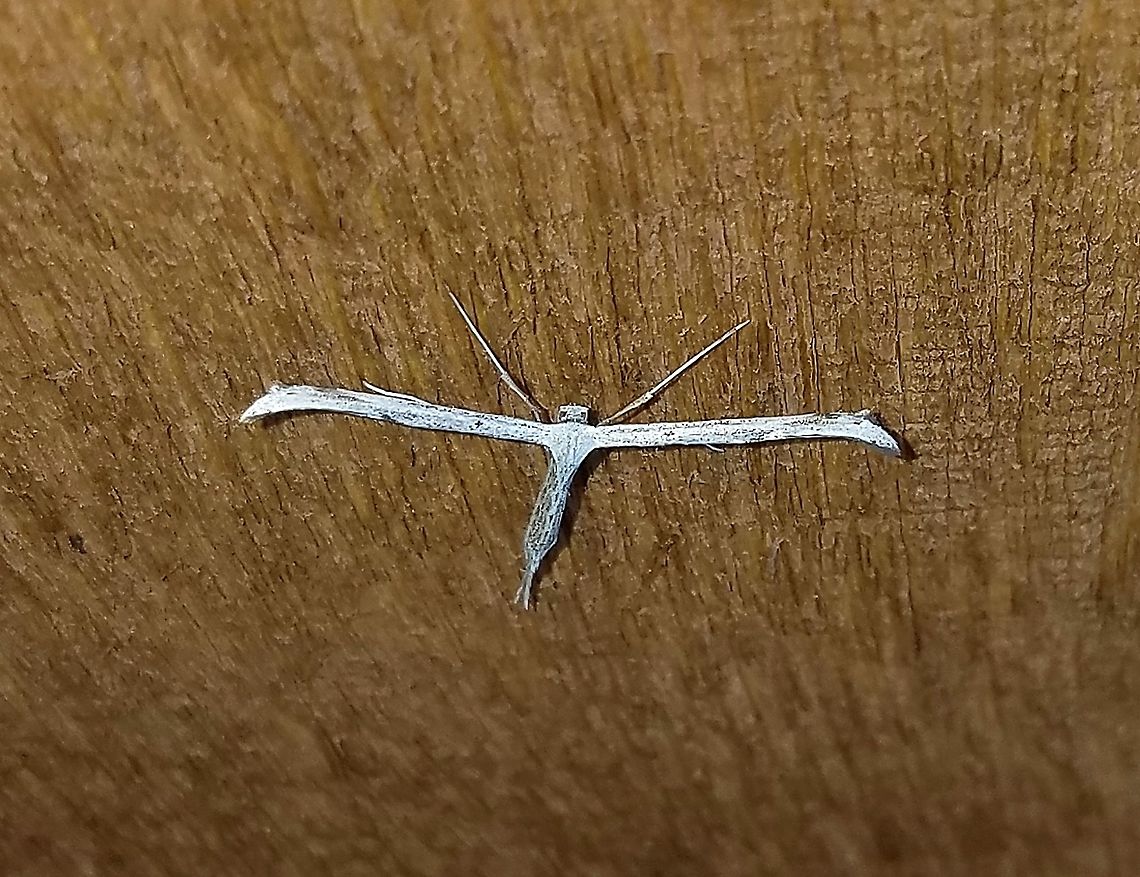 Emmelina monodactyla  Emmelina monodactyla,Geotagged,Lepidoptera,Morning glory plume moth,Spring,United States,arthopoda,insect,moth