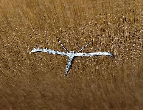 Emmelina monodactyla  Emmelina monodactyla,Geotagged,Lepidoptera,Morning glory plume moth,Spring,United States,arthopoda,insect,moth