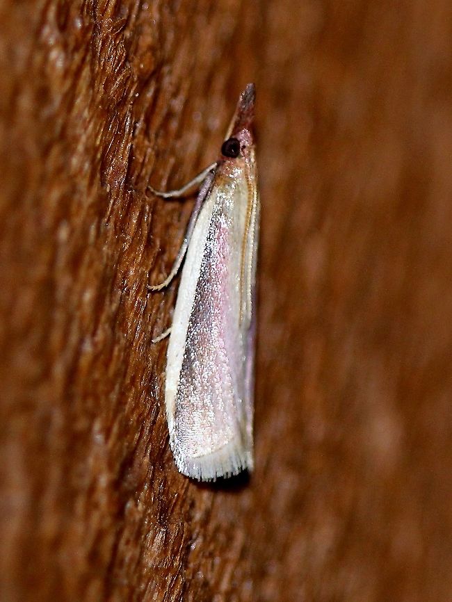 Peoria approximella  Carmine snout moth,Geotagged,Lepidoptera,Peoria approximella,Spring,United States,insect,moth