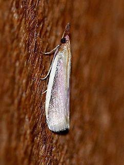 Peoria approximella  Carmine snout moth,Geotagged,Lepidoptera,Peoria approximella,Spring,United States,insect,moth
