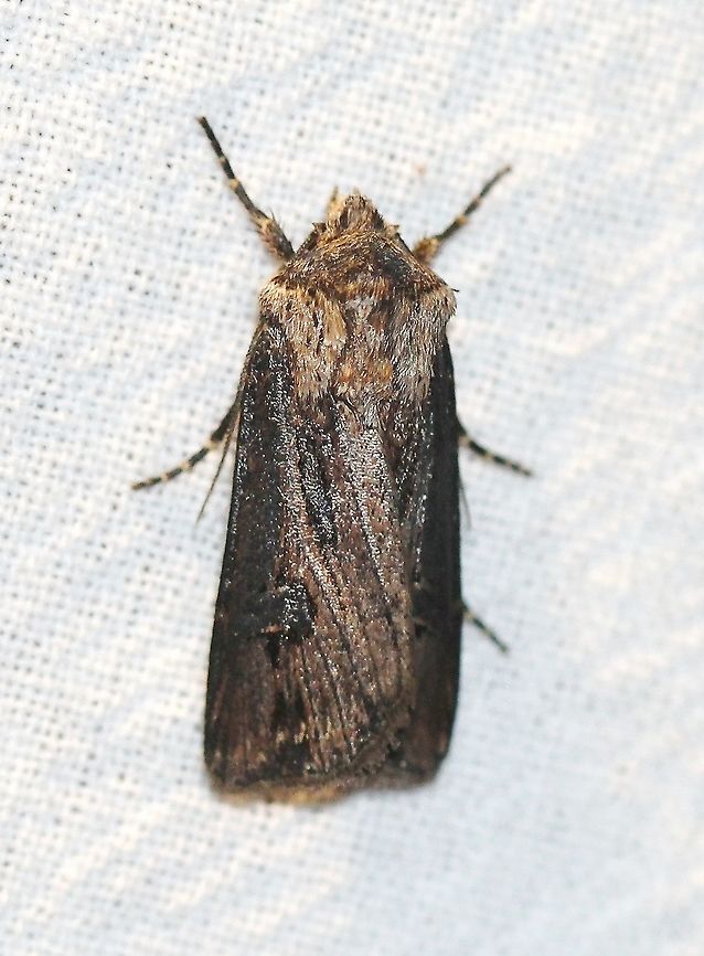 Agrotis venerabilis  Agrotis venerabilis,Geotagged,Lepidoptera,Noctuidae,Summer,United States,insect,moth