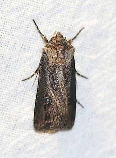 Agrotis venerabilis  Agrotis venerabilis,Geotagged,Lepidoptera,Noctuidae,Summer,United States,insect,moth