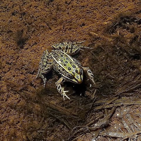 Lithobates pipiens (northern leopard frog) In a constructed pond. Geotagged,Lithobates pipiens,Northern leopard frog,Rana pipiens,Summer,United States,Vertebrate,amphibian,frog