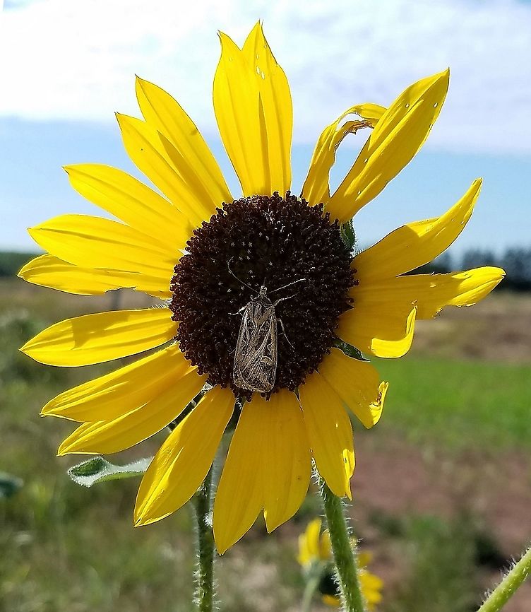 Helianthus annuus (common sunflower) A feral plant at the edge of a plowed field. The moth Feltia jaculifera is nectaring on the flowers. Eudicot,Feltia jaculifera,Geotagged,Helianthus annuus,Summer,United States,angiosperm,asteraceae,common sunflower,dicot