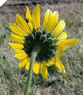 Helianthus annuus (common sunflower) Lowerside of the flowering head. Feral plant growing at the edge of a plowed field. Eudicot,Geotagged,Helianthus annuus,Summer,United States,angiosperm,asteraceae,common sunflower