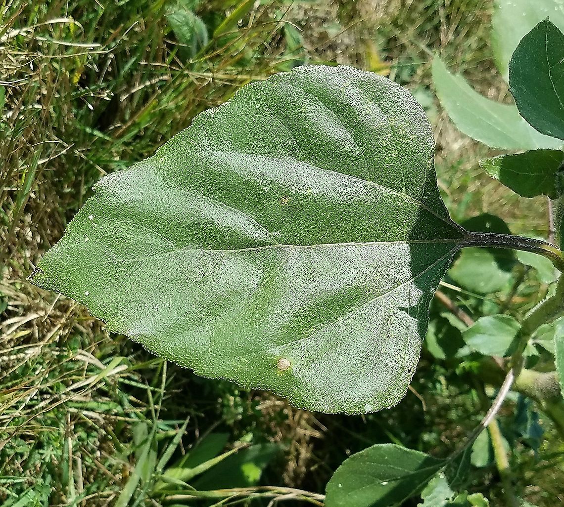 Helianthus annuus (common sunflower) Feral plant growing at the edge of a plowed field. Eudicot,Geotagged,Helianthus annuus,Summer,United States,angiosperm,asteraceae,common sunflower