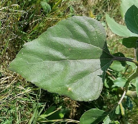 Helianthus annuus (common sunflower) Feral plant growing at the edge of a plowed field. Eudicot,Geotagged,Helianthus annuus,Summer,United States,angiosperm,asteraceae,common sunflower