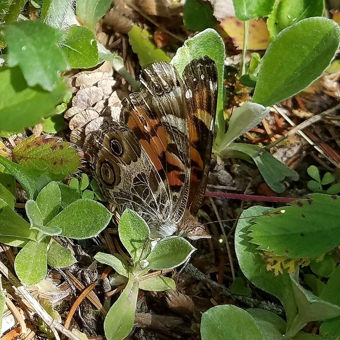 Vanessa virginiensis (American painted lady) Laying eggs on Antennaria neglecta (field pussytoes) a larval host plant. American Painted Lady,American painted lady,Antennaria neglecta,Geotagged,Spring,United States,Vanessa virginiensis,butterfly,field pussytoes,insect,lepidoptera
