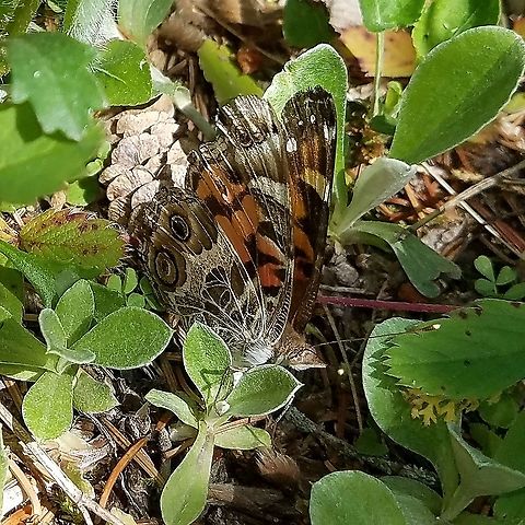 Vanessa virginiensis (American painted lady) Laying eggs on Antennaria neglecta (field pussytoes) a larval host plant. American Painted Lady,American painted lady,Antennaria neglecta,Geotagged,Spring,United States,Vanessa virginiensis,butterfly,field pussytoes,insect,lepidoptera