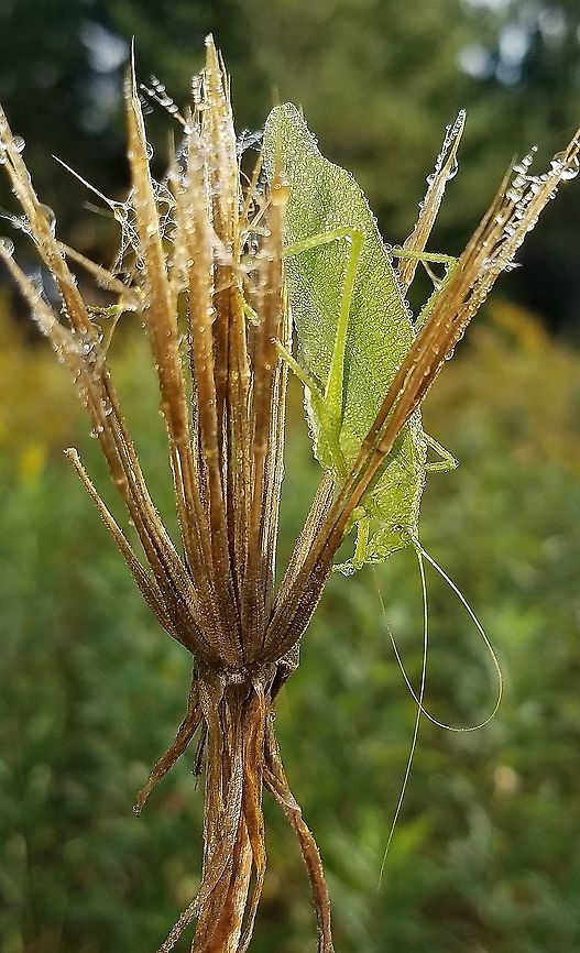 Scudderia septentrionalis Drenched in dew. This might also be Scudderia pistillata. Geotagged,Northern Bush Katydid,Orthoptera,Scudderia septentrionalis,Summer,United States,insect,katydid