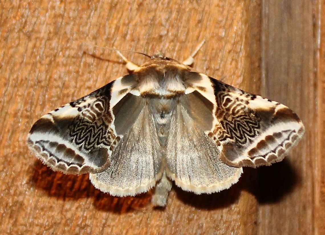 Habrosyne scripta from Minnesota, USA in the deciduous-coniferous forest eco-region. Habrosyne scripta (Lettered Habrosyne Moth) attracted to a porch light on June 13, 2018. A common and widespread species in North America. The larvae feed on birch (Betula spp.) and raspberry (Rubus spp.). Photo was taken just as the moth was landing. Geotagged,Habrosyne scripta,Lettered Habrosyne Moth,Minnesota moths,Script Moth,Spring,United States,insect,moth