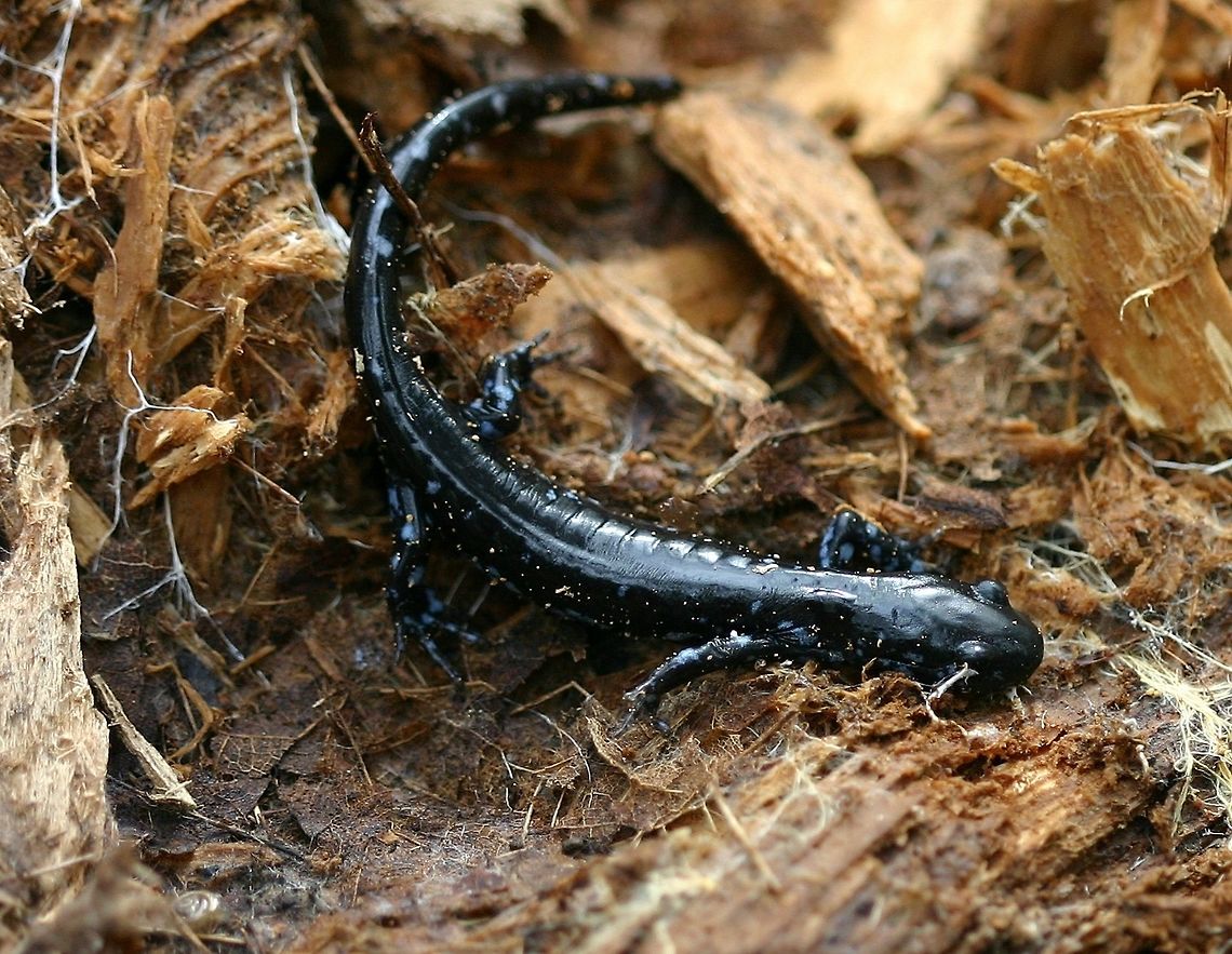Ambystoma laterale (Blue-spotted Salamander) found inside a well-decomposed conifer log. Found inside a well-decomposed moist balsam fir log in a mixed deciduous-coniferous forest on May 19, 2017. One of the &quot;mole salamanders&quot; which typically burrow into loose soil and rotting wood. I have seldom found this species in the area possibly because of the scarcity of vernal pools which it uses for larval development. Ambystoma laterale,Ambystomatidae,Blue-spotted Salamander,Blue-spotted salamander,Geotagged,Minnesota,Spring,United States,amphibian,forests,mole salamanders,salamander,vernal pools
