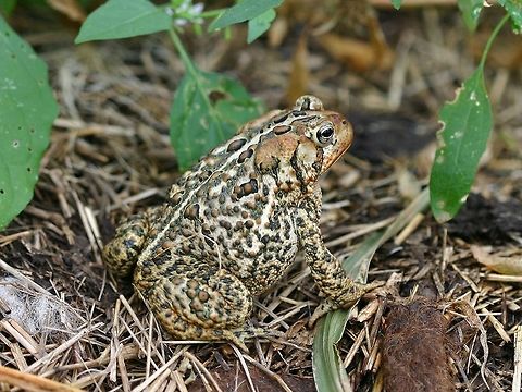 Anaxyrus americanus americanus (Eastern American Toad) in a cornfield in late summer in northern Minnesota, USA. I saw this toad in a cornfield and given the lateness of the season think it was probably looking for a hibernation site in the debris. American toad,Anaxyrus americanus americanus,Bufo americanus,Geotagged,Minnesota,Summer,United States,amphibian,toad