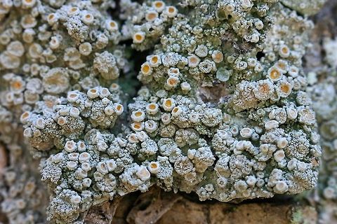 Ochrolechia trochophora (Rosy Saucer Lichen) on bark of live black ash (Fraxinus nigra) tree in a hardwood swamp in northern Minnesota, USA. The pastel apothecia on the pale gray warty thallus help to distinguish Ochrolechia trochophora. Commonly found on the bark of deciduous hardwood trees and cedar (Thuja spp.), occasionally on rocks. Geotagged,Minnesota,Ochrolechia trochophora,Ochrolechiaceae,Rosy Saucer Lichen,Saucer Lichen,Spring,United States,black ash,hardwood swamps,lichen