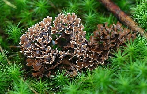 Thelephora anthocephala growing in a mixed coniferous-deciduous forest in northern Minnesota, USA. Thelephora anthocephala growing in a bed of Polytrichum moss in a mixed coniferous-deciduous forest near a vernal pool. Some years the fructifications are abundant and large. Although it has a coral-like structure it is not closely related to other so-called coral fungi.

Update: I went back to this spot in late September 2018 and the fungus was there again fruiting but a little smaller and not so richly colored. Basidiomycota,Geotagged,Minnesota,Summer,Thelephora,Thelephora anthocephala,Thelephoraceae,United States,earthfans,forest,fungus,moss