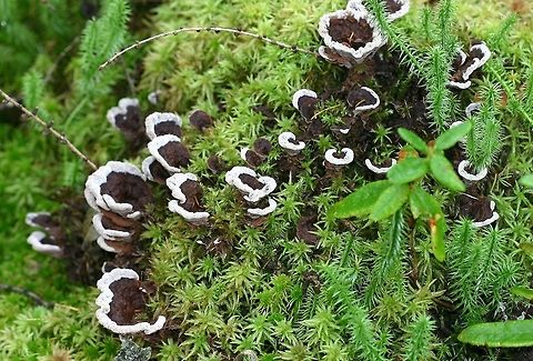 A species of Thelephora growing in a conifer swamp forest in northern Minnesota, USA. This is, I think, a species of Thelephora (maybe Thelephora terrestris?) which was growing in a bed of sphagnum moss under tamarack (Larix laricina) and black spruce (Picea mariana) trees. It is quite common here in late summer and early fall. Basidiomycota,Geotagged,Minnesota,Summer,Thelephora,Thelephora terrestris,Thelephoraceae,United States,conifer swamp,earthfan,forest,fungus,moss