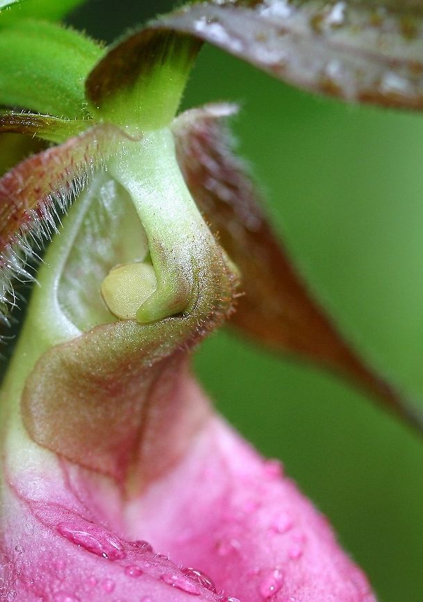 Cypripedium acuale (Pink Lady's Slipper Orchid) closeup of flower showing pollinium. Cypripedium acuale (Pink Lady&#039;s Slipper Orchid) closeup of flower showing pollinium (waxy mass of pollen grains) which is the yellow-green disc-shaped object in the flower. About 30 of these plants were found growing in a northern Minnesota conifer swamp composed of Black Spruce (Picea mariana) and Tamarack (Larix laricina) growing in a thick bed of Sphagnum moss. I have occasionally found this species in dry Jack Pine (Pinus banksiana) forests if there is a thick bed of moss such as Pleurozium schreberi. Cypripedium acaule,Geotagged,Minnesota,Moccasin Flower,Orchidaceae,Pink Lady's Slipper Orchid,Sphagnum,Spring,United States,conifer swamp,monocots,orchids,plants,spring,wetland plants