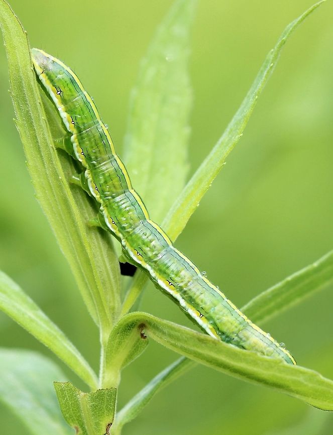 Cucullia asteroides larva seen feeding on Late Goldenrod (Solidago altissima) leaves. Cucullia asteroides larva seen feeding on Late Goldenrod (Solidago altissima) leaves. The plants grow in large clones in an abandoned hay field with other Solidago species. Cucullia asteroides,Geotagged,Minnesota,Noctuidae,Solidago,Summer,United States,caterpillar,goldenrod hooded owlet,green caterpillar,hooded owlet,moth larva,old field,owlet moths