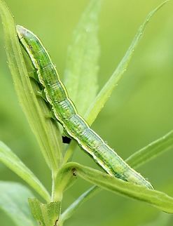 Cucullia asteroides larva seen feeding on Late Goldenrod (Solidago altissima) leaves. Cucullia asteroides larva seen feeding on Late Goldenrod (Solidago altissima) leaves. The plants grow in large clones in an abandoned hay field with other Solidago species. Cucullia asteroides,Geotagged,Minnesota,Noctuidae,Solidago,Summer,United States,caterpillar,goldenrod hooded owlet,green caterpillar,hooded owlet,moth larva,old field,owlet moths