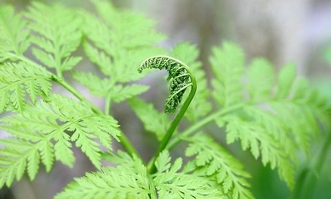 Botrypus virginianus (Rattlesnake Fern) with uncoiling sporophore. Botrypus virginianus (Rattlesnake Fern) with uncoiling sporophore (fertile frond) found in a mixed coniferous-deciduous forest in northern Minnesota. The soil, a fine sandy loam, was moist with a moderate amount of humus. Several plants were found in the immediate area growing in light shade. A synonym, now obsolete, for this species is Botrychium virginianum. Botrychium,Botrychium virginianum,Botrypus virginianus,Geotagged,Minnesota,Ophioglossales,Plants,Rattlesnake fern,Spring,United States,ferns,forests,sporophore