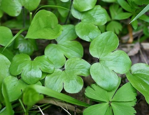 Hepatica nobilis var. obtusa (Anemone americana) in a mixed coniferous-deciduous forest in northern Minnesota. Anemone americana (Round-lobed Hepatica) in a mixed coniferous-deciduous forest in northern Minnesota. These plants were growing in moist fine sandy loam soil with a moderate amount of humus in partial shade. Other species growing with them are Maianthemum canadense, Anemone quinquefolia, and Luzula acuminata. Flowers in this population are white. Anemone americana,Geotagged,Hepatica americana,Hepatica nobilis,Minnesota,Plants,Ranunculaceae,Round-lobed Hepatica,Spring,United States,angiosperms,forests
