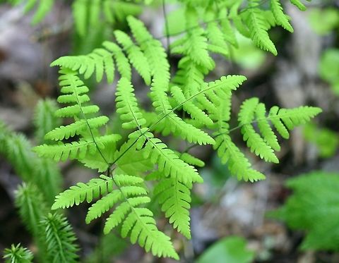 Gymnocarpium dryopteris (Oak-leaf Fern) Gymnocarpium dryopteris (Oak-leaf Fern) plants growing at the edge of a mixed hardwood forested wetland in northern Minnesota. The soil here is damp and with a high amount of organic matter. Beneath the organic layer the soil is sand and gravel with some silt.  The site is densely shaded during the growing season. Geotagged,Gymnocarpium dryopteris,Minnesota,Northern Oak Fern,Oak-leaf Fern,Pteridophytes,Spring,United States,Western oakfern,ferns,plants,wetlands