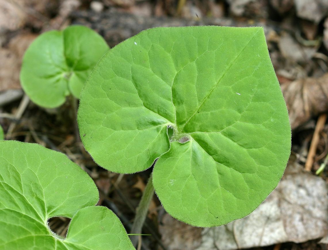 Asarum canadense (Wild Ginger) Asarum canadense (Wild Ginger) in a mixed coniferous-deciduous forest in northern Minnesota. These plants were growing in moist fine sandy loam soil with a moderate amount of humus in partial shade with other forest species such as Hepatica, Woodland Anemone, Yellow Violet, and Red Baneberry. <br />
<br />
The long thin rhizomes, which are on or just beneath the forest litter, are aromatic and have a hot spicy flavor. Aristolochiaceae,Asarum canadense,Canada wild ginger,Geotagged,Minnesota,Spring,United States,Wild Ginger,angiosperms,birthwort,forests,plants