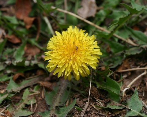 Taraxacum officinale (Common dandelion) Taraxacum officinale (Common dandelion) growing uninvited in a flower garden. Asteraceae,Common dandelion,Geotagged,Minnesota,Spring,Taraxacum officinale,United States,plants,weedy plants,yellow flowers