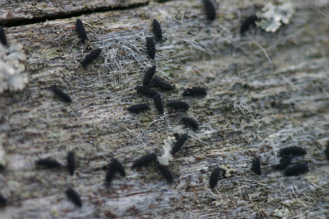 Hypogastrura sp. (Springtail) A group of Hypogastrura sp. (Springtail) on a log in the woods in northern Minnesota. These may be Hypogastrura harveyi or H. nivicola. Geotagged,Hexapods,Hypogastrura,Hypogastrura harveyi,Hypogastrura nivicola,Minnesota,Spring,Springtails,United States