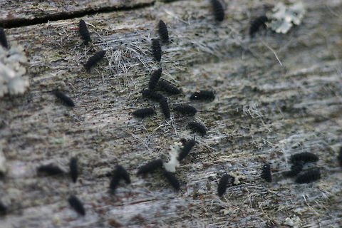 Hypogastrura sp. (Springtail) A group of Hypogastrura sp. (Springtail) on a log in the woods in northern Minnesota. These may be Hypogastrura harveyi or H. nivicola. Geotagged,Hexapods,Hypogastrura,Hypogastrura harveyi,Hypogastrura nivicola,Minnesota,Spring,Springtails,United States