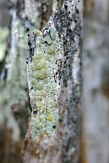 A crustose lichen This may be a species of Lecanora. It has been in my folder "Unknown Crustose Lichens" for a few years now. The substrate on which it is growing is a dry, decorticated stump of balsam fir. Geotagged,Lecanora,Spring,United States,crustose lichen