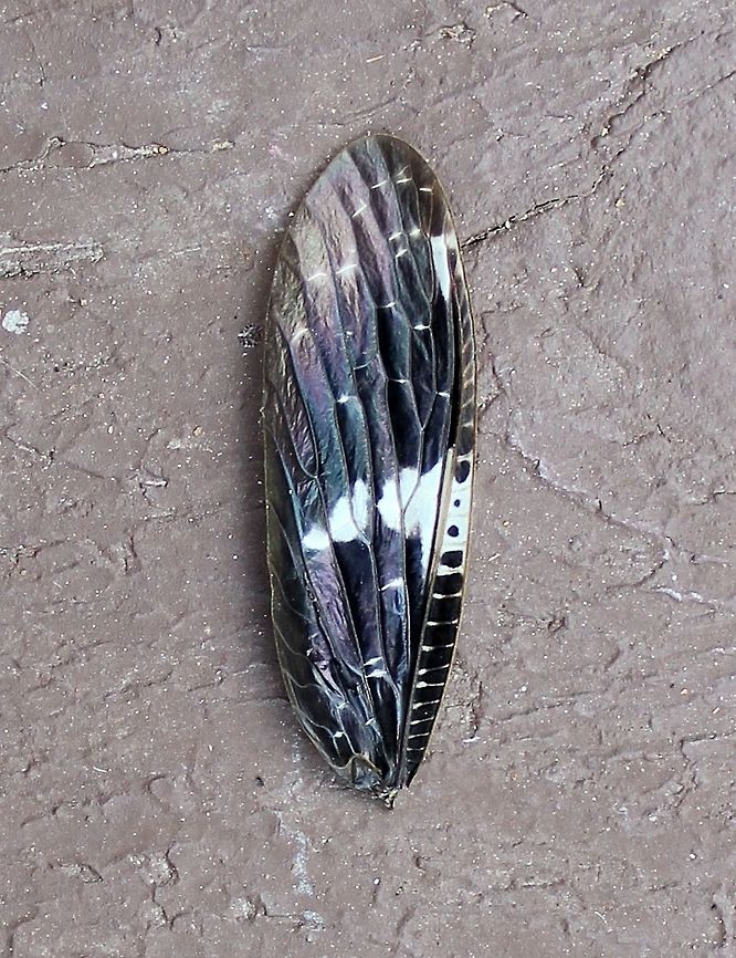 Nigronia serricornis (Dark Fishfly) I found this insect wing on the bench at a campsite I was staying at this summer. My first thought was that it belonged to a species of caddisfly. After much searching, I finally found the insect species to which it belonged: Nigronia serricornis (dark fishfly). A bird must have eaten the insect earlier in the day while I was gone and left this wing on the bench. Geotagged,Minnesota,Nigronia serricornis,Temperance River,dark fishfly,insect wing,summer
