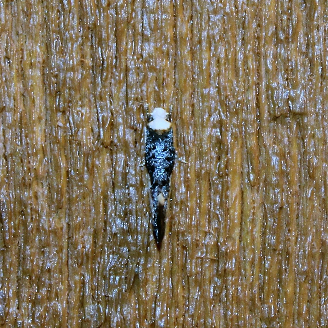 Monopis monachella Top view of Monopis monachella moth. Larvae of this moth feed on animal remains in bird nests such as feathers and droppings. Geotagged,Minnesota,Monopis,Monopis monachella,Spring,Tineidae,United States,insects,moth,summer