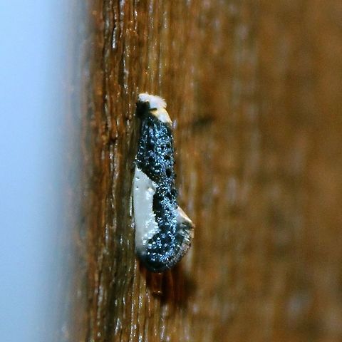 Monopis monachella Side view of Monopis monachella moth. There were many moths of this species throughout the summer attracted to my porch light. Larvae of this moth feed on animal remains in bird nests such as feathers and droppings. Geotagged,Minnesota,Monopis,Monopis monachella,Tineidae,insects,moth,spring,summer