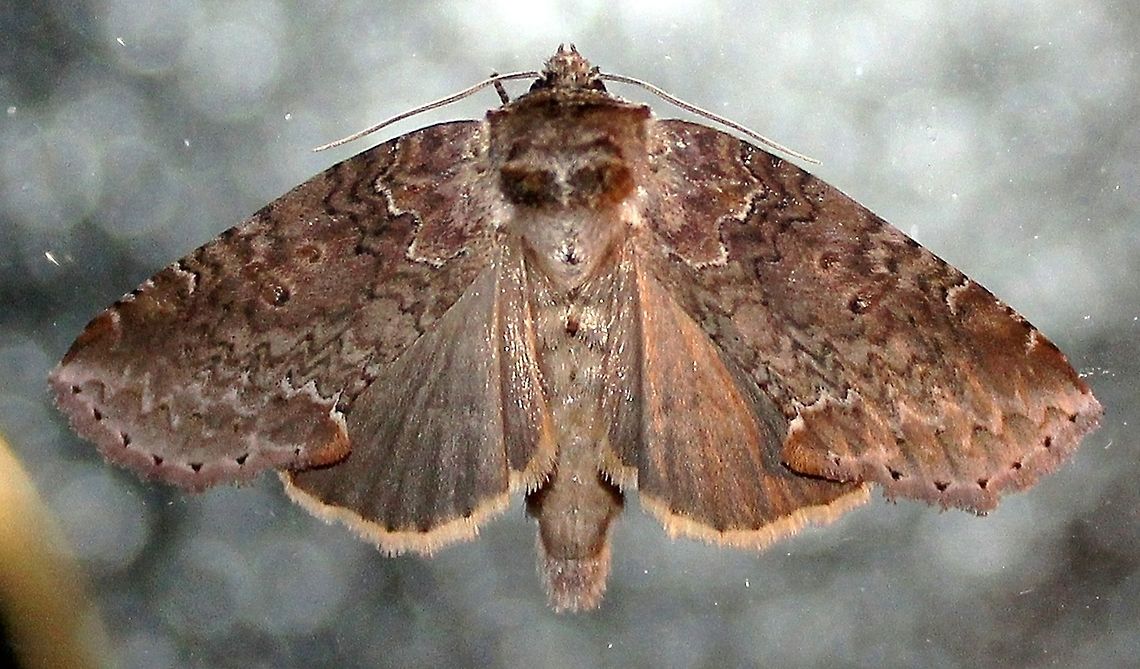 Pseudothyatira cymatophoroides Tufted Thyatirin Moth<br />
<br />
Larval host plants are alder, birch, maple, oak, aspen, and willow. The adults eat although I do not know what. They can be attracted using bait which is usually a mixture of ripe bananas, ripe peaches, molasses, and rum. This bait mixture attracts many species of moths. Geotagged,Minnesota,Pseudothyatira cymatophoroides,Summer,United States,moth,summer,tufted thyatirid moth