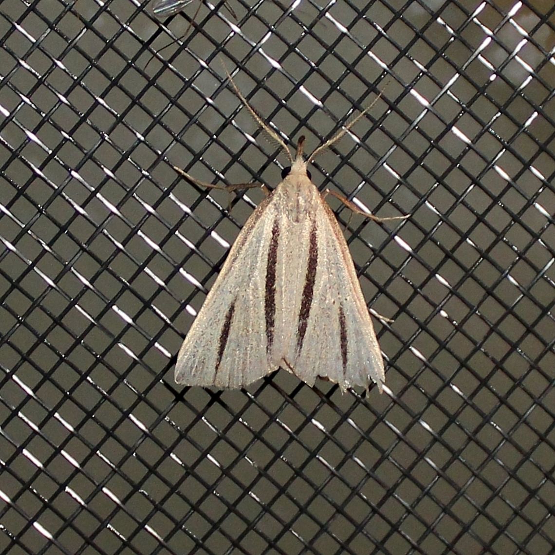 Macrochilo bivittata Macrochilo bivittata, the two-striped snout-moth, is a small moth in the Family Erebidae, Subfamily Herminiinae (Litter Moths). Its larval food is not known but might include grasses that grow in wetlands. This moth is uncommon across its range which includes the eastern US and Canada around the Great Lakes and St. Lawrence River and west in Canada to Alberta. Erebidae,Geotagged,Herminiinae,Macrochilo bivittata,Summer,Two-striped Owlet Moth,United States,moth,rare moth,summer