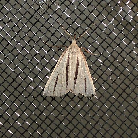 Macrochilo bivittata Macrochilo bivittata, the two-striped snout-moth, is a small moth in the Family Erebidae, Subfamily Herminiinae (Litter Moths). Its larval food is not known but might include grasses that grow in wetlands. This moth is uncommon across its range which includes the eastern US and Canada around the Great Lakes and St. Lawrence River and west in Canada to Alberta. Erebidae,Geotagged,Herminiinae,Macrochilo bivittata,Summer,Two-striped Owlet Moth,United States,moth,rare moth,summer