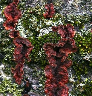 A Fungus (Phlebia?) An unknown (to me) species of corticioid fungus growing through the bark of an old quaking aspen (Populus tremuloides) tree. Also present are two species of lichens and the moss Orthotrichum pusillum. This might be a species of Stereum or Steccherinum. Geotagged,Minnesota,Phlebia,Spring,United States,corticioid fungus,crust fungi,fungus,populus,red fungus,resupinate fungi,spring,tree