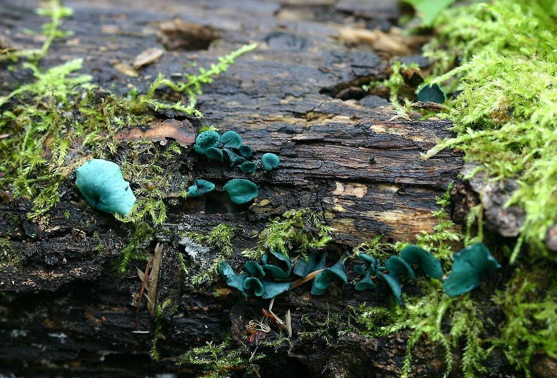 Chlorociboria aeruginascens Chlorociboria aeruginascens fruiting bodies on a very wet decomposing aspen log. Chlorociboria aeruginascens,Geotagged,Green elfcup,Minnesota,Summer,United States,blue fungus,blue stain,elf caps,fungus
