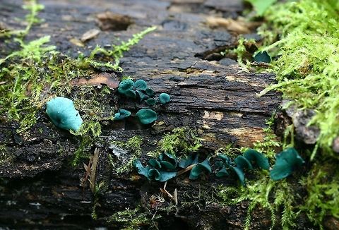 Chlorociboria aeruginascens Chlorociboria aeruginascens fruiting bodies on a very wet decomposing aspen log. Chlorociboria aeruginascens,Geotagged,Green elfcup,Minnesota,Summer,United States,blue fungus,blue stain,elf caps,fungus