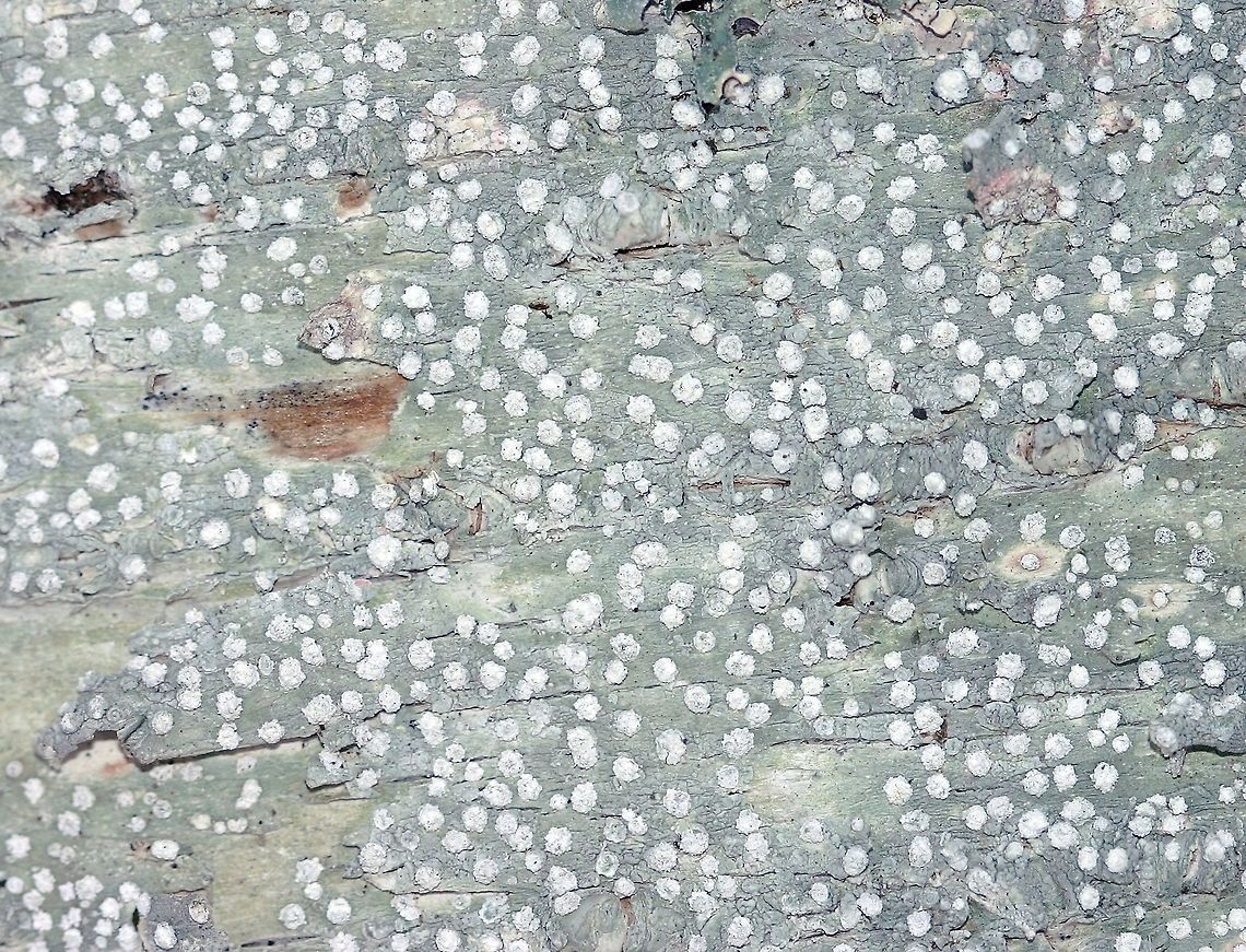 Variolaria ophthalmiza (Lepra ophthalmiza, Pertusaria ophthalmiza), a lichen,  Lepra ophthalmiza Variolaria ophthalmiza growing on birch bark. Geotagged,Minnesota,Pertusaria ophthalmiza,United States,Variolaria ophthalmiza,Winter,lichen,tree bark