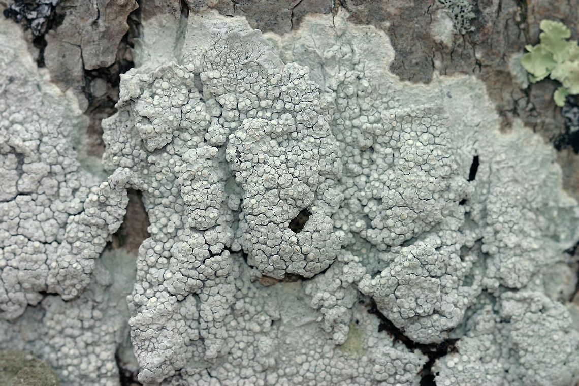 Pertusaria velata, a lichen Pertusaria velata growing on the bark of black ash in a forested wetland Geotagged,Minnesota,Pertusaria,Pertusaria pulchella,Pertusaria santamonicae,Pertusaria velata,United States,Varicellaria velata,Winter,black ash,lichen,tree bark,wetland